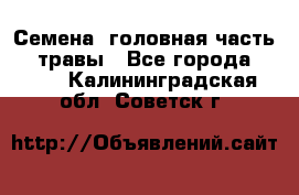 Семена (головная часть))) травы - Все города  »    . Калининградская обл.,Советск г.